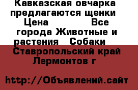 Кавказская овчарка -предлагаются щенки › Цена ­ 20 000 - Все города Животные и растения » Собаки   . Ставропольский край,Лермонтов г.